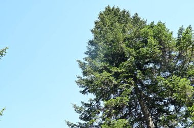 close up of trees in the forest, nature landscape