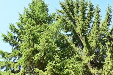 close up of trees in the forest, nature landscape