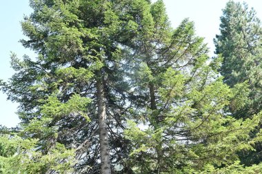 close up of trees in the forest, nature landscape