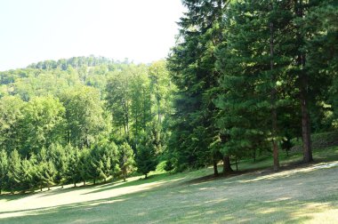 close up of trees in the forest, nature landscape