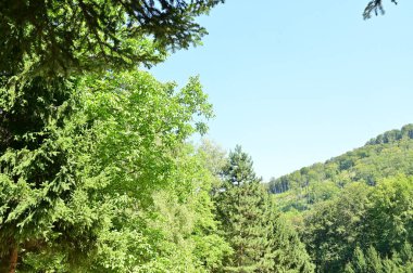 close up of trees in the forest, nature landscape