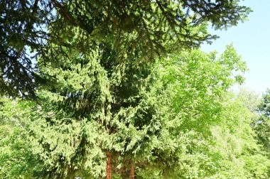 close up of trees in the forest, nature landscape