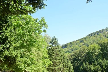 close up of trees in the forest, nature landscape