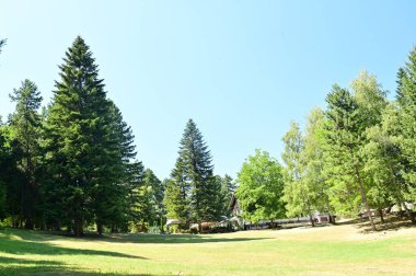 close up of trees in the forest, nature landscape