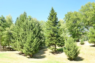 close up of trees in the forest, nature landscape