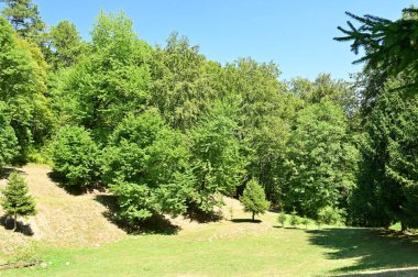 close up of trees in the forest, nature landscape