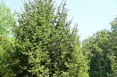 close up of trees in the forest, nature landscape