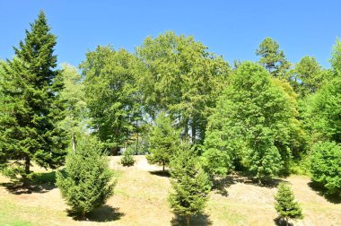 close up of trees in the forest, nature landscape