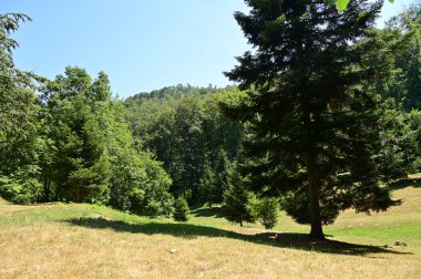 close up of trees in the forest, nature landscape