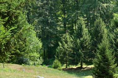 close up of trees in the forest, nature landscape