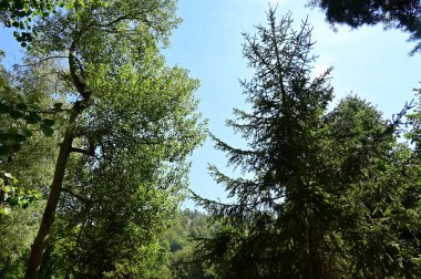 close up of trees in the forest, nature landscape