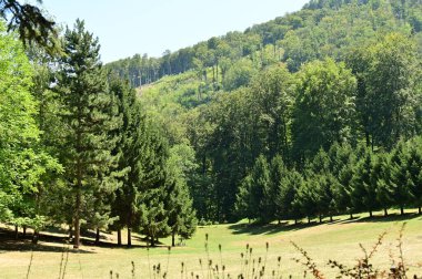 close up of trees in the forest, nature landscape