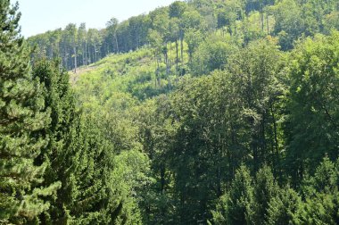 close up of trees in the forest, nature landscape
