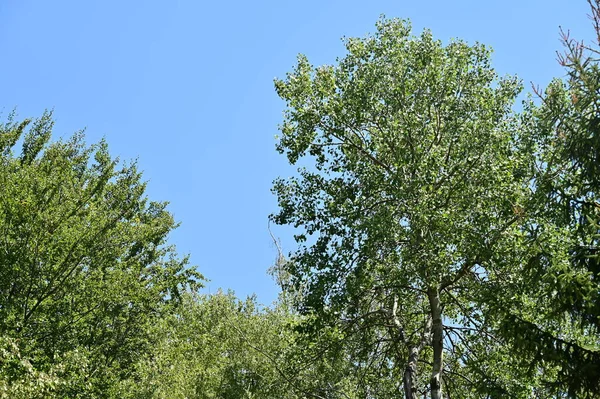 Close Trees Forest Nature Landscape — Stock Photo, Image