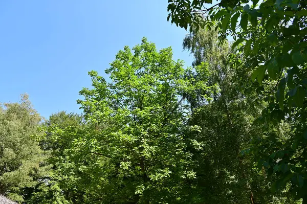 Close Trees Forest Nature Landscape — Stok fotoğraf