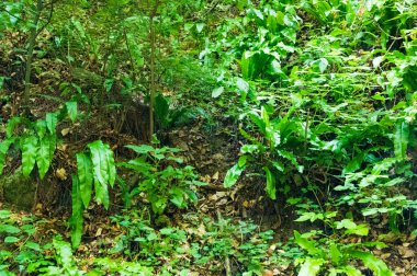 green leaves of the plants in the forest