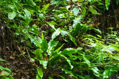 green leaves of the plants in the forest