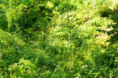 close up of trees in the forest, nature landscape