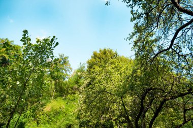 close up of trees in the forest, nature landscape