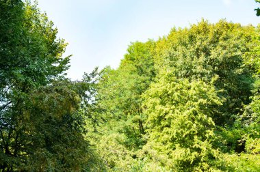 close up of trees in the forest, nature landscape