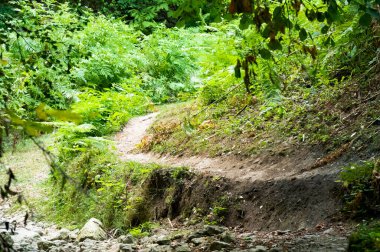 Dağlardaki yeşil orman