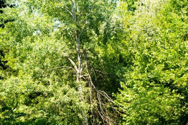 close up of trees in the forest, nature landscape