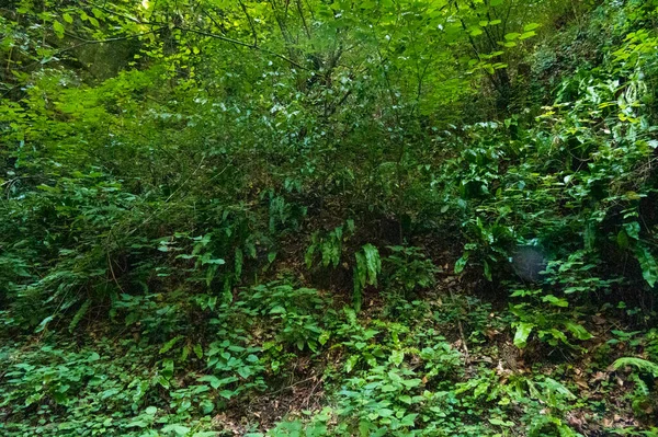 close up of trees in the forest, nature landscape