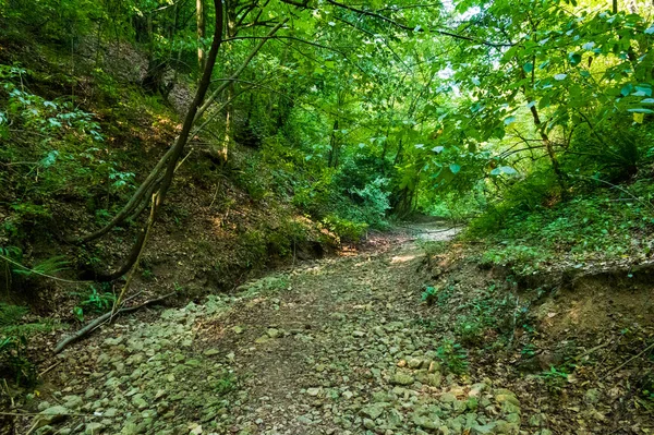 Close Trees Forest Nature Landscape — Foto Stock