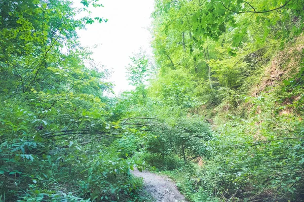 Close Trees Forest Nature Landscape — Stock Photo, Image