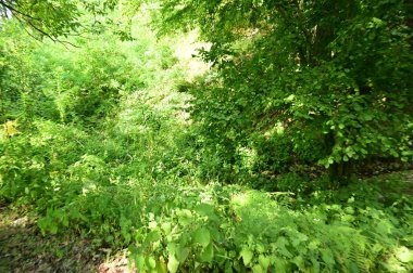 close up of trees in the forest, nature landscape