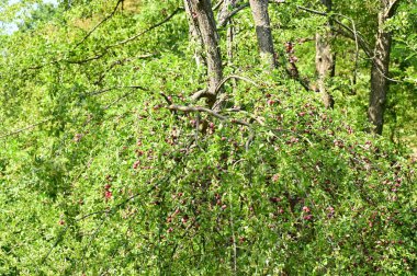 Parktaki yeşil ağaçlar, doğa