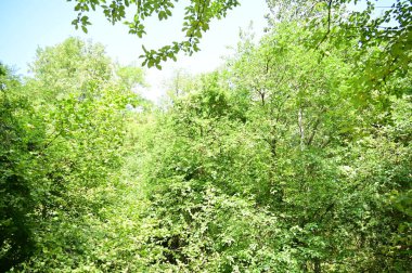 close up of trees in the forest, nature landscape