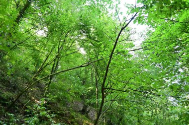 close up of trees in the forest, nature landscape