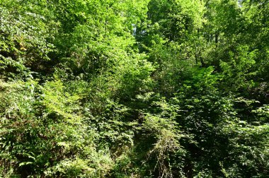 close up of trees in the forest, nature landscape