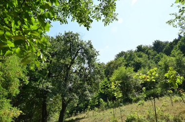 close up of trees in the forest, nature landscape