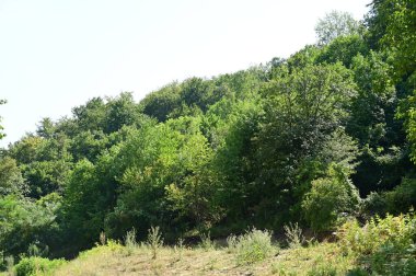close up of trees in the forest, nature landscape