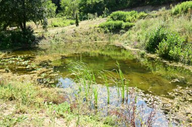 Parktaki göletin güzel manzarası