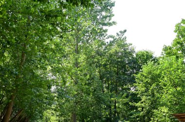 close up of trees in the forest, nature landscape