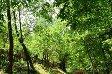 Ormanda yeşil ağaçlar