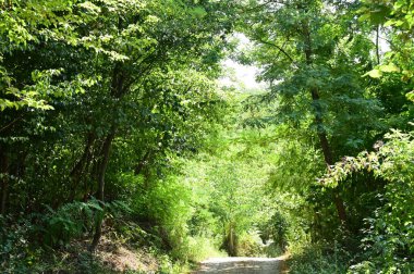 close up of trees in the forest, nature landscape