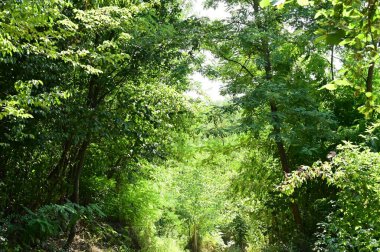 close up of trees in the forest, nature landscape