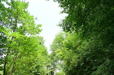 close up of trees in the forest, nature landscape