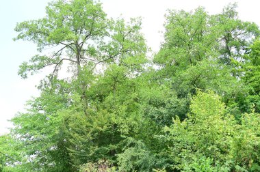 close up of trees in the forest, nature landscape