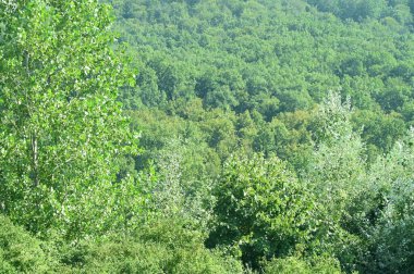 close up of trees in the forest, nature landscape