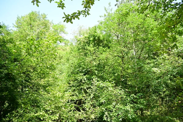 Close Trees Forest Nature Landscape — Stok Foto
