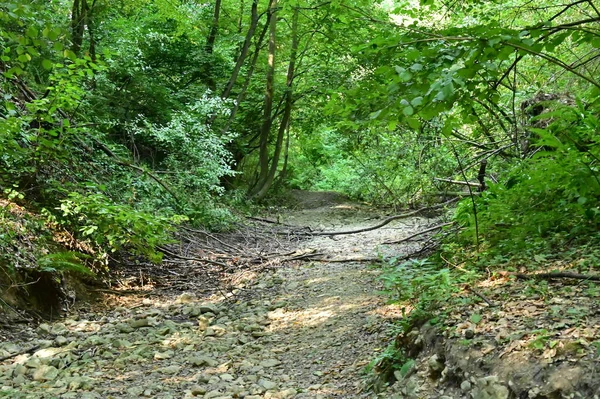 Close Trees Forest Nature Landscape — Stock Fotó