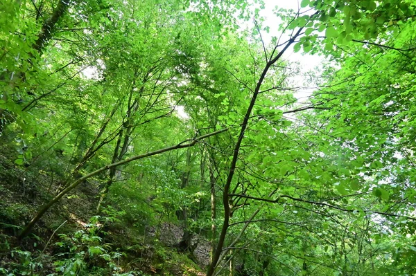 Close Trees Forest Nature Landscape — Stok Foto