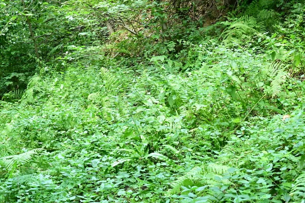 Close Trees Forest Nature Landscape — Stock Fotó