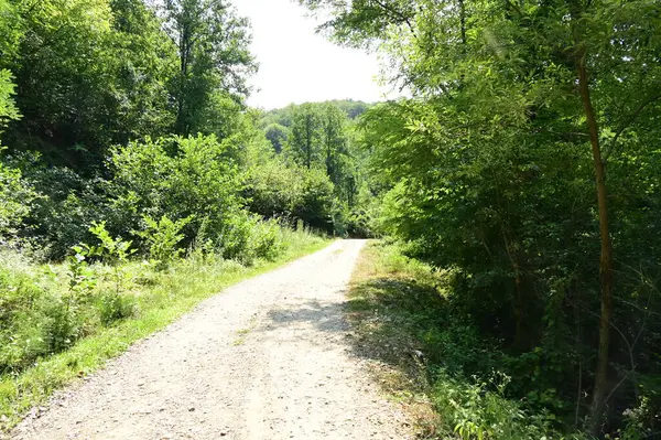 Close Trees Forest Nature Landscape —  Fotos de Stock