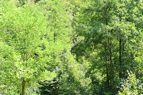 Close Trees Forest Nature Landscape — Zdjęcie stockowe